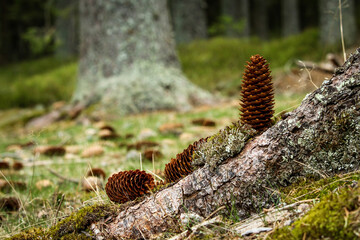 Several spruce cones lying on the ground under the trees. Symbol for seeds and renewal of the forest. 