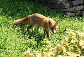 Red fox walking and prowling on green grass. Russian Far East.