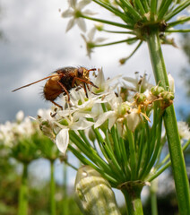 Knoblauch Fliege