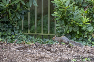 Squirrel leaps off piece of wood with a nut in its mouth