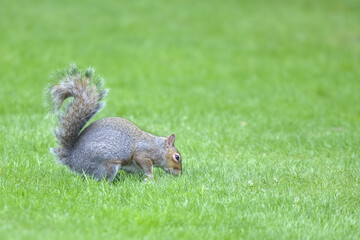 A squirrel forages in the grass for food