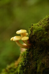 morning mushrooms go to meet the sun