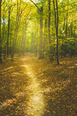 Obraz premium Path through autumnal and sunny forest