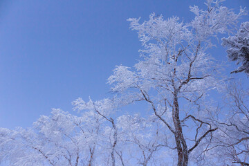 雪がついた木の枝と早朝の空