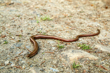 The blindworm, the reptile from the species of Anguis fragilis on the ground. 