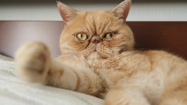Exotic shorthair cat looking into camera. Funny ginger cat