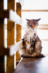 Portrait d'un gros chat tigré de race main coon à la maison