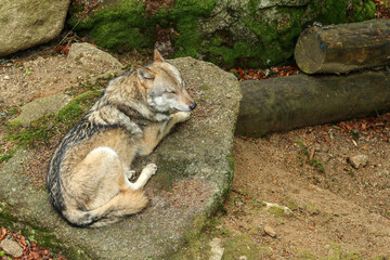 The portrait of wolf in Czech Republic in his natural habitat in a protected national area in southern Bohemia called Šumava. 