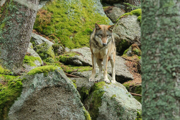 The portrait of wolf in Czech Republic in his natural habitat in a protected national area in southern Bohemia called Šumava. 