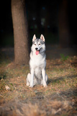 A young Siberian Husky female is sitting at the park. She has brown eyes and blue & white fur; the sun shines on her. Dried grass is around the dog, and a big tree trunk is in the background.