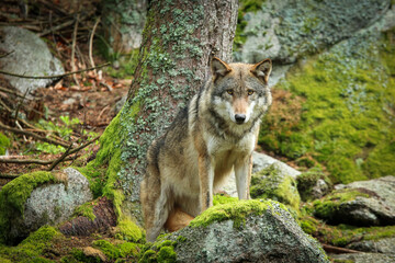 Naklejka na ściany i meble The portrait of wolf in Czech Republic in his natural habitat in a protected national area in southern Bohemia called Šumava. 