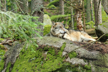 The portrait of wolf in Czech Republic in his natural habitat in a protected national area in southern Bohemia called Šumava. 