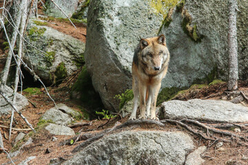 The portrait of wolf in Czech Republic in his natural habitat in a protected national area in southern Bohemia called Šumava. 