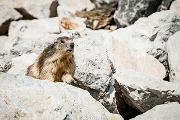 Adorable marmotte sortant de son terrier dans les rocheuses alpines