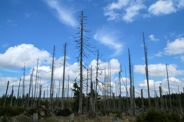 The forest damaged by the hurricane and left to revitalize 