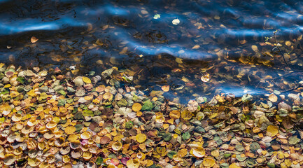 Autumn leaves that lie along the edge of the Swedish valley river