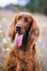 Irish Setter flower portrait