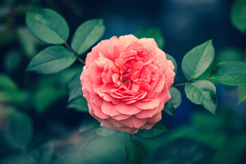 Closeup beautiful rose Chippendale. Pink rose in garden.