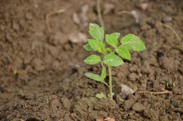 the small ripe green tomato plant seedlings in the garden.