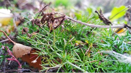 mushroom in the grass