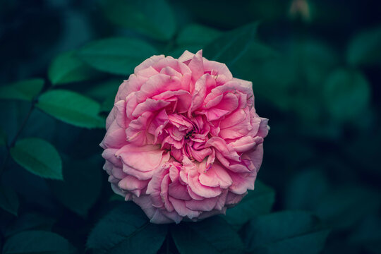 Closeup beautiful rose Chippendale. Pink rose in garden.