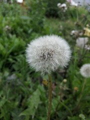 dandelion head