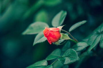 Close-Up Of Rose bud in the garden. Valentine's Day.