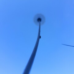 dandelion seen from below