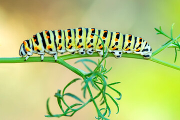 Macro shots, Beautiful nature scene. Close up beautiful caterpillar of butterfly  
	
