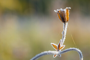 Frost beautifully frames the plants in the early autumn morning