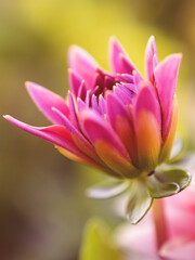 Fototapeta na wymiar Dahlia flower close up. Flowers close-up. Floral natural background.