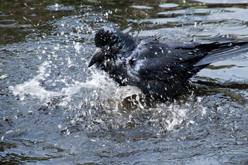 Fototapeta premium Sydney Australia, corvus coronoides also known as Australian raven splashing in water