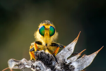 Macro shot of a robber fly in the garden