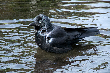 Sydney Australia, corvus coronoides also known as Australian raven on pond