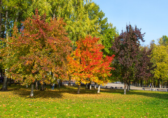 autumn trees in the park