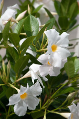 Sydney Australia, white flower of a Mandevilla or rocktrumpet plant