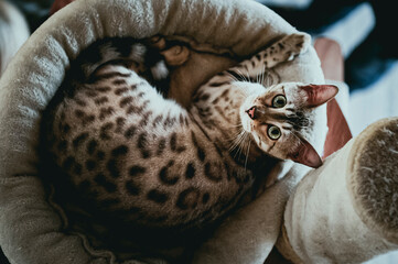 Portrait d'un chat de race bengal au pelage moucheté couché dans un panier à la maison
