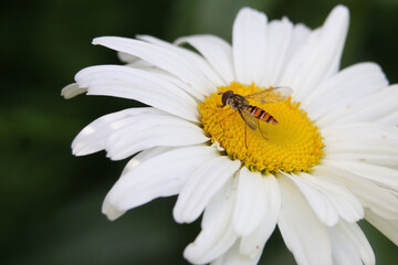 Orange and black striped female Marmalade Hoverfly, Episyrphus balteatus pollinating a white Shasta Daisy flower, Leucanthemum superbum, close-up