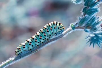 Macro shots, Beautiful nature scene. Close up beautiful caterpillar of butterfly  
	
