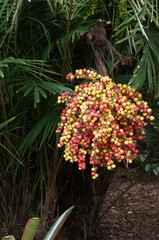 Sydney Australia, bunch of red and yellow fruits of a chamaedorea costaricana palm