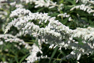 Sydney Australia, white and pink autumn flowers of a Salvia leucantha 'Velour White'