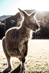 Australien Kangaroo Kind