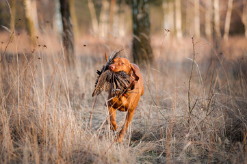 Hungarian Vizsla with pheasant