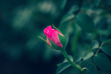 Close-Up Of Rose bud in the garden. Valentine's Day.