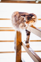 Portrait d'un gros chat tigré de race main coon à la maison