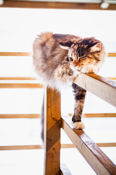 676 Best Gros Chat Images Stock Photos Vectors Adobe Stock 676 Best Gros Chat Images Stock Photos Vectors Adobe Stock