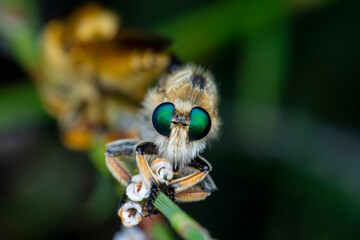 Macro shot of a robber fly in the garden