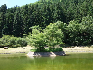 池の中の新緑の木