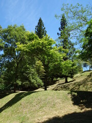 Obraz premium 新緑の木と青空