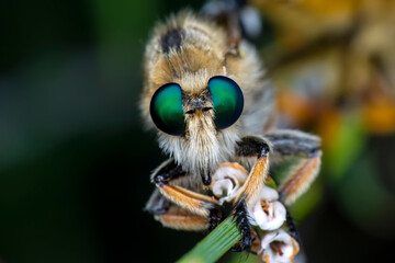 Macro shot of a robber fly in the garden